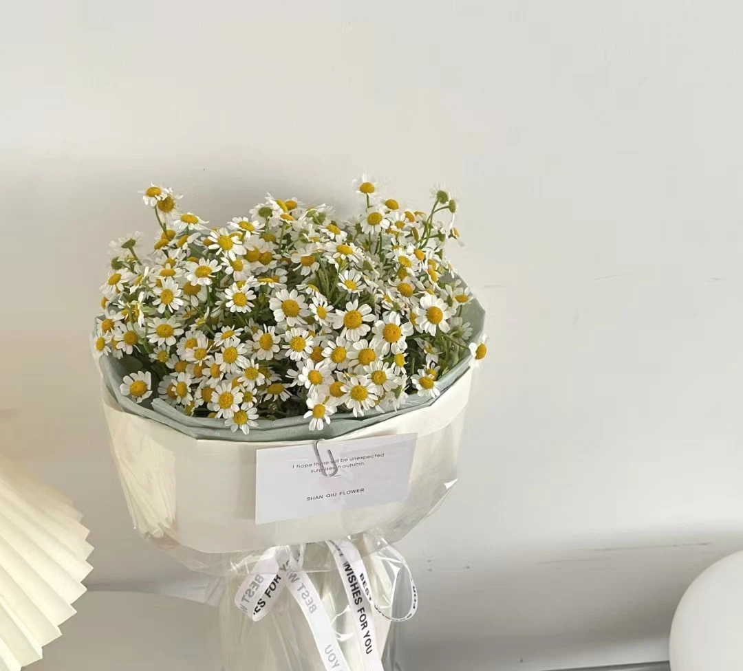雏菊