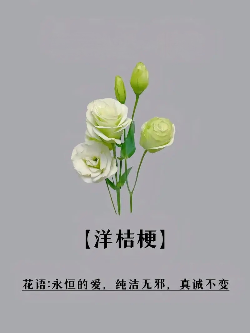洋桔梗
