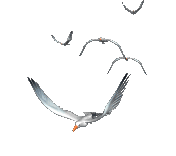 顶