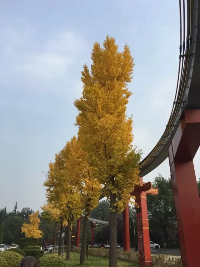 秋
