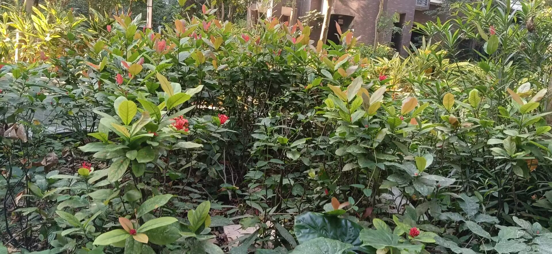 秋