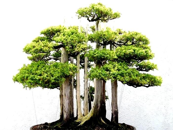 风景