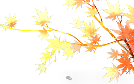 顶