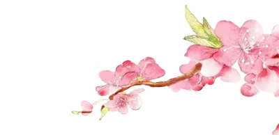 顶