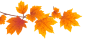 顶