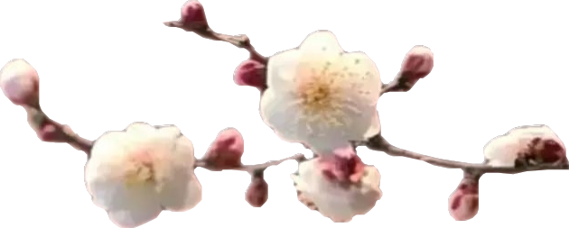 顶