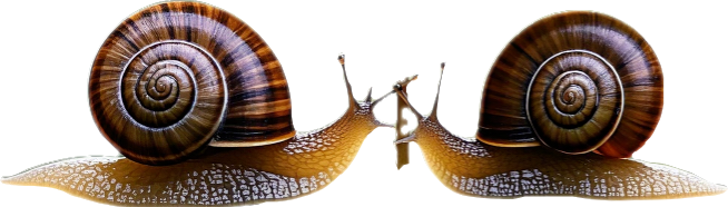 顶