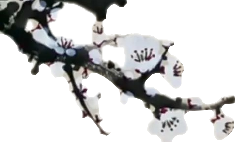 顶