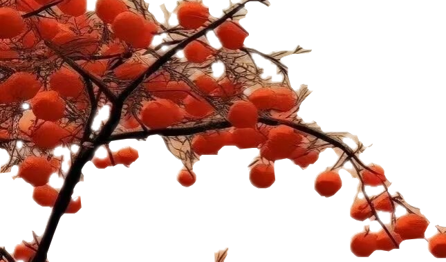 顶