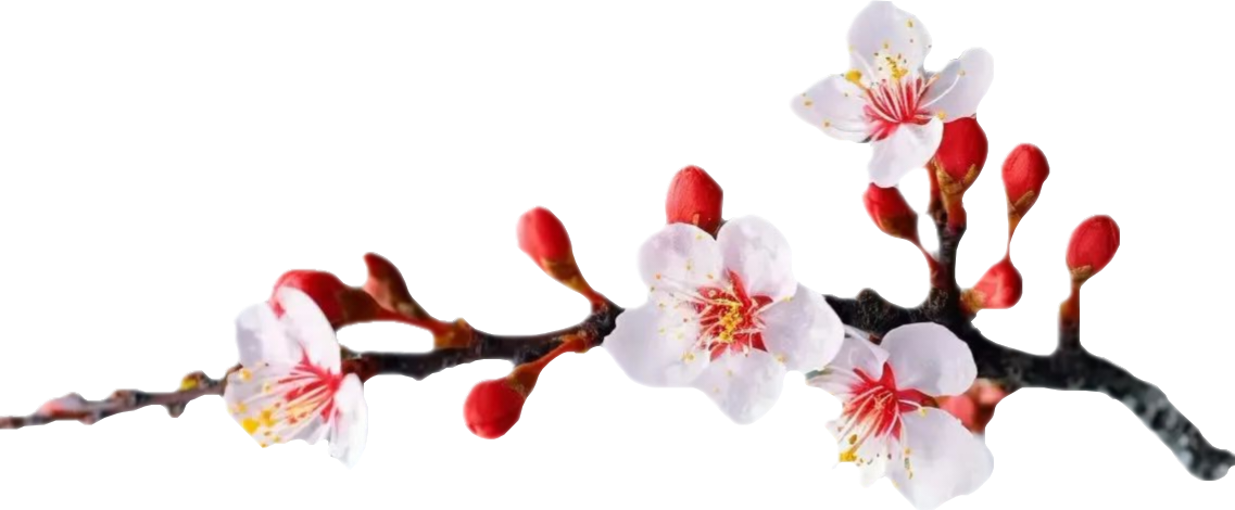 顶