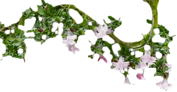 顶