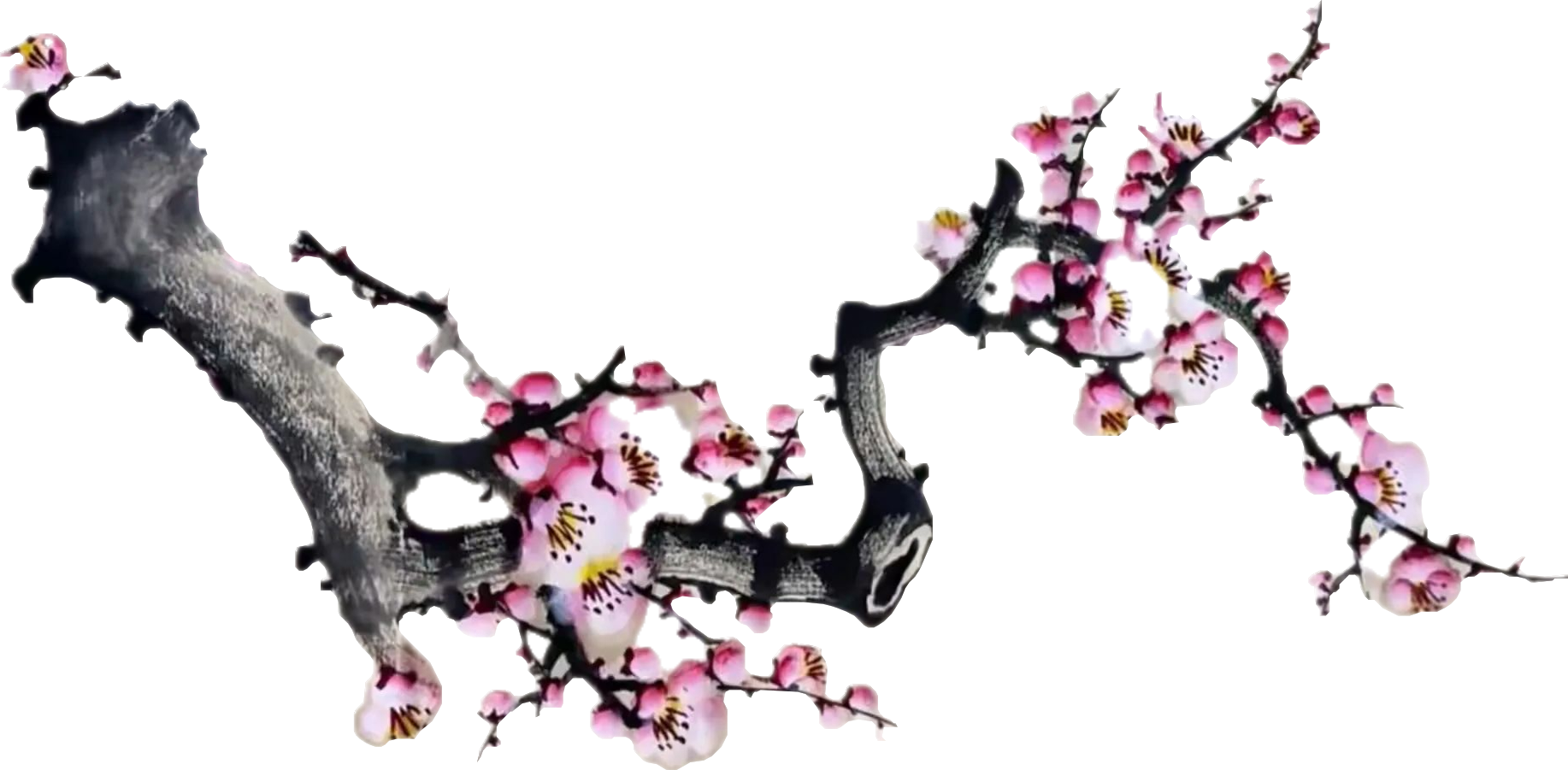顶