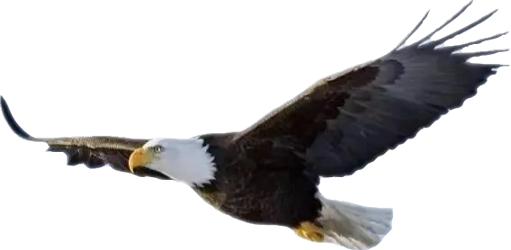 顶
