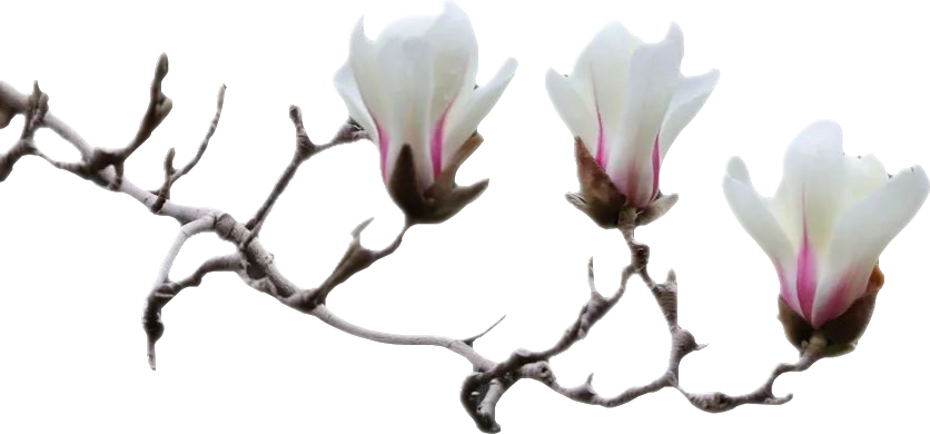 顶