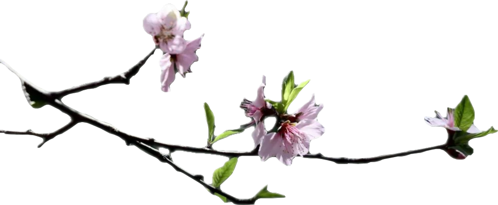 顶