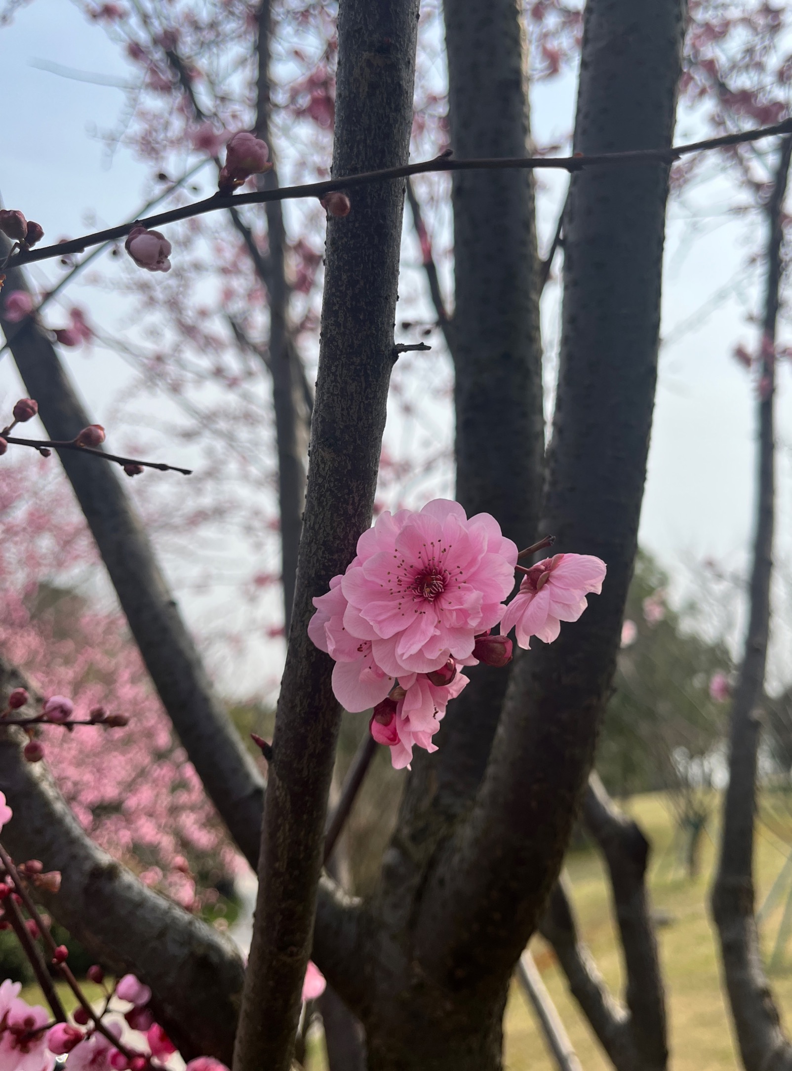 春天