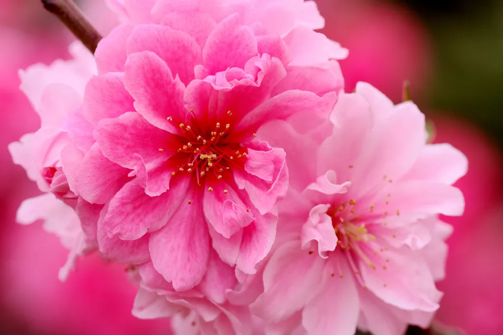 桃花三月