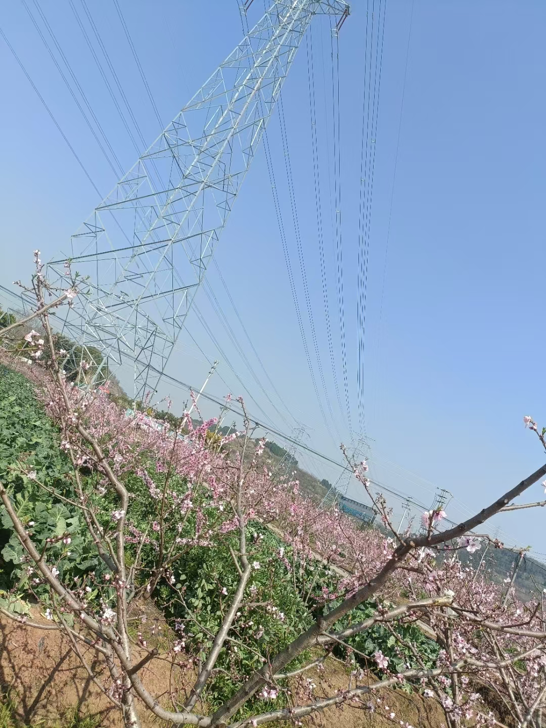 桃花