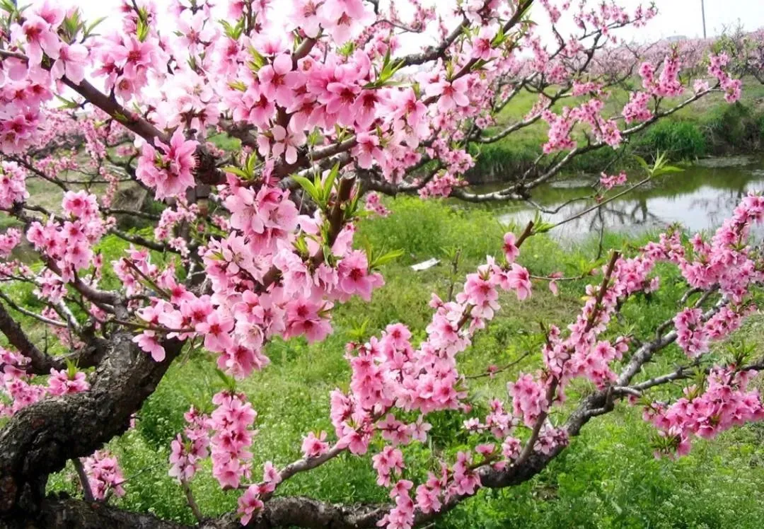 春天约会