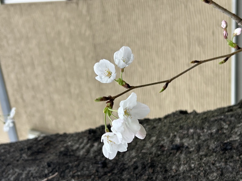 五分开樱花