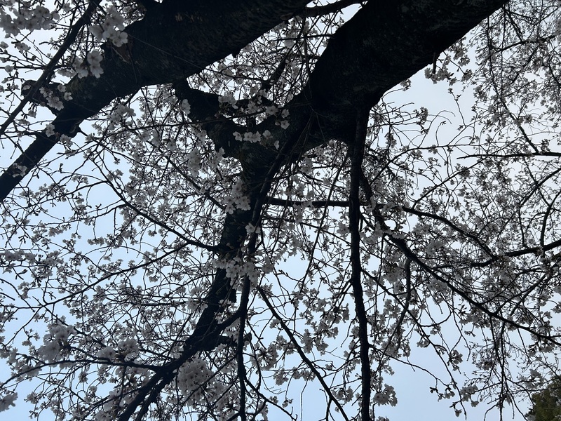 樱花树