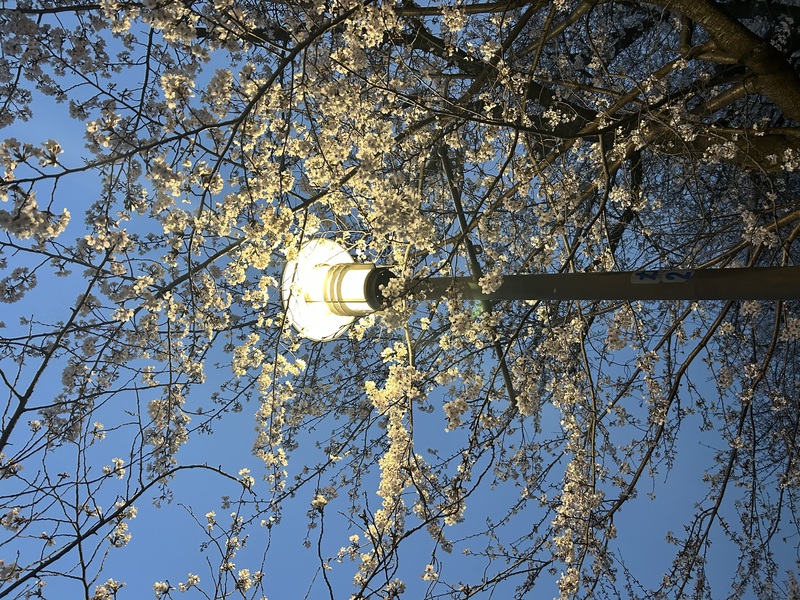 樱花与路灯