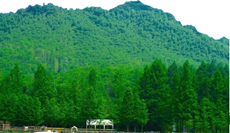 风景