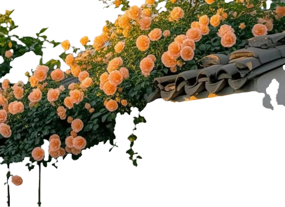 顶