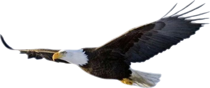 顶