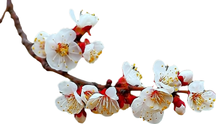 顶