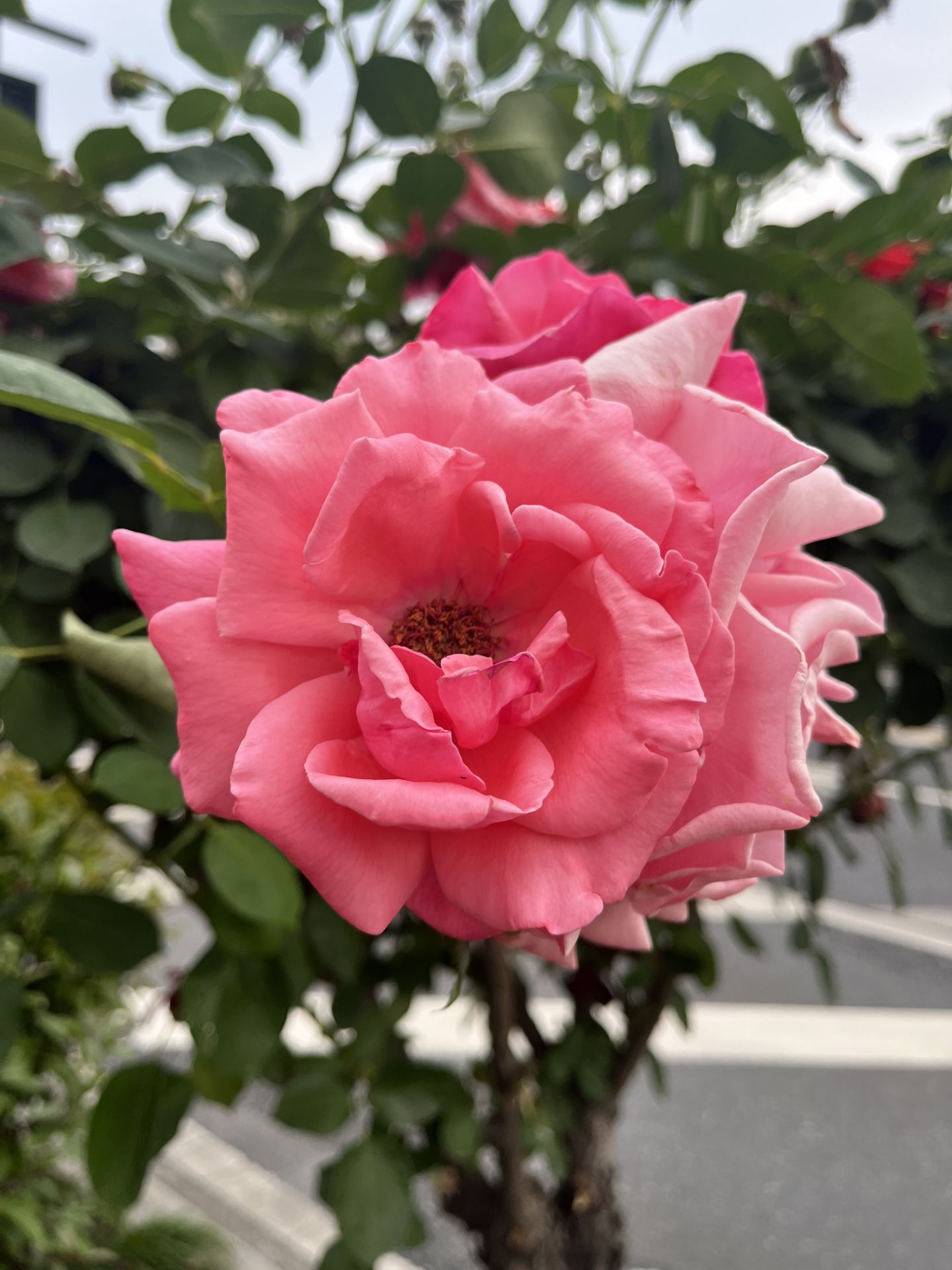 立夏，