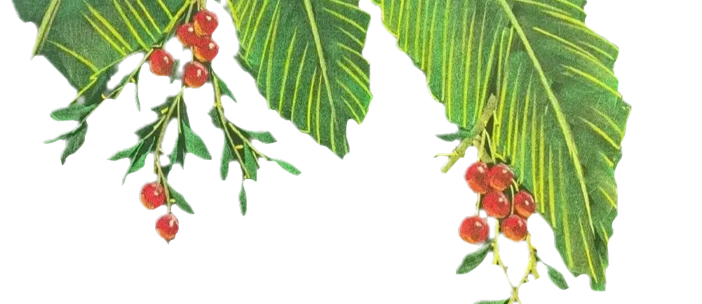 顶