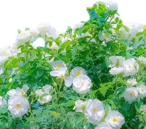 风景