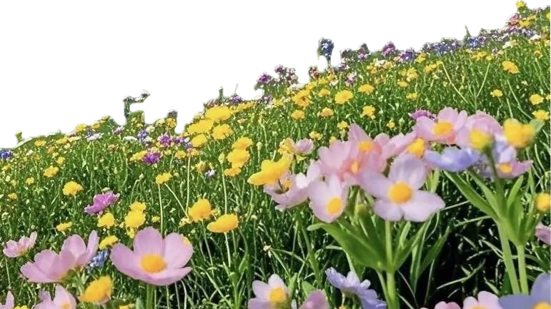 风景