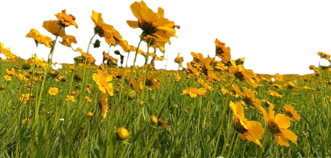 风景