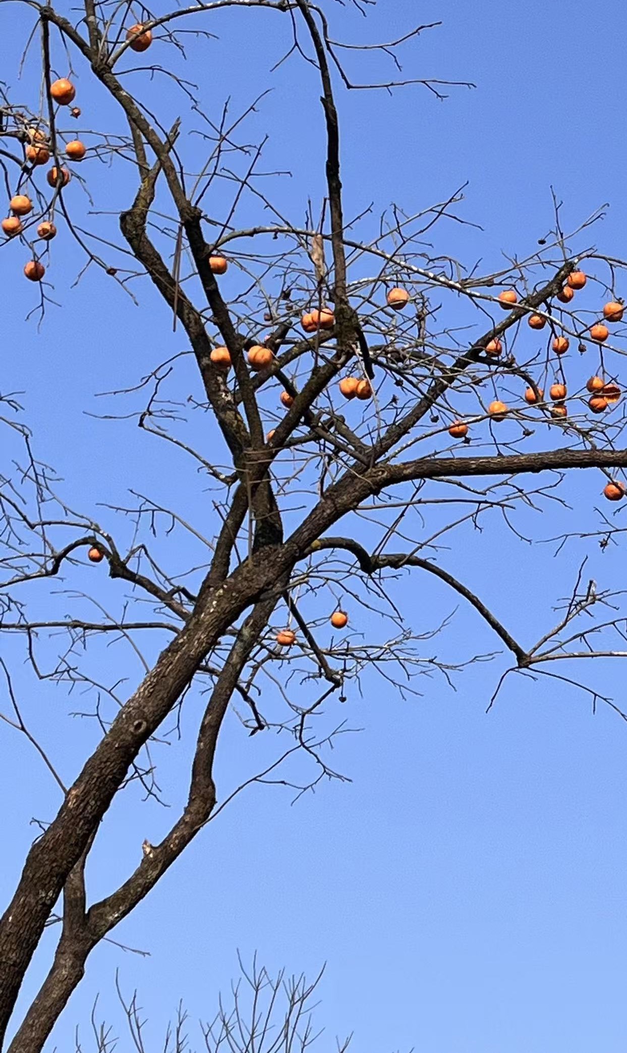柿子树