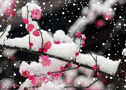 小雪